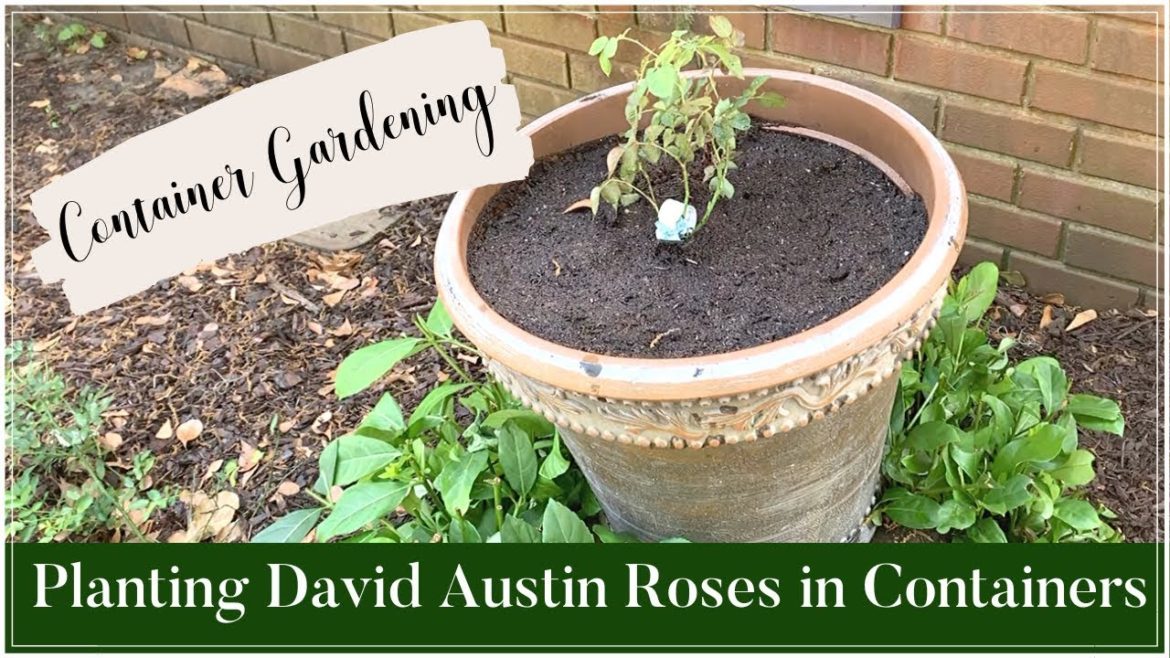 Planting David Austin Roses in Containers|Container Gardening Planting David Austin Roses in Containers|Container Gardening