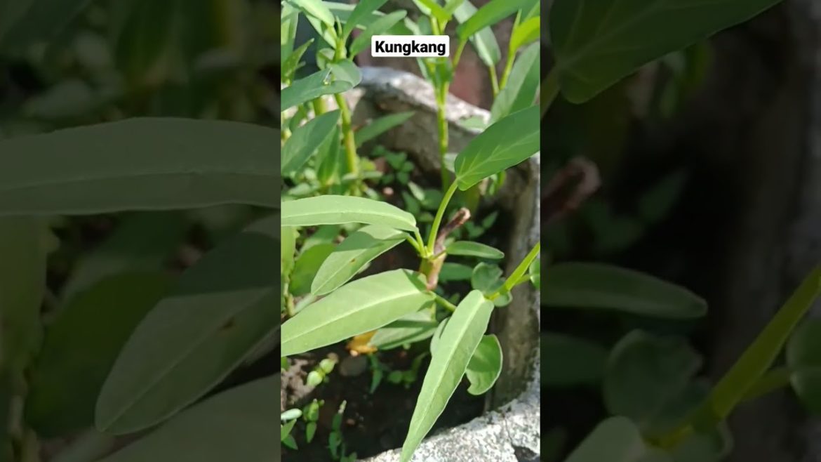 Harvesting Vegetable #gardening #satisfying #shorts #agriculture #pertanianindonesia #harvesting