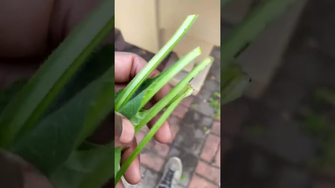 Every gardener should grow this plant -Cloning comfrey 1/2