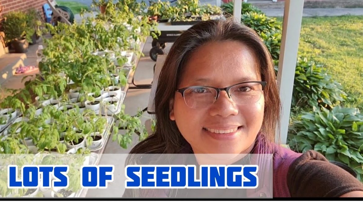 Lots of Seedlings for My Backyard Garden | Roadside Homestead
