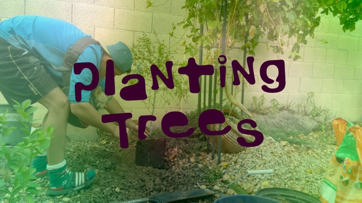 Planting A Fignominal Fig, Holiday Avocado & Australian Finger Lime / ASMR – The Cookin' Camper Planting A Fignominal Fig, Holiday Avocado & Australian Finger Lime / ASMR - The Cookin' Camper