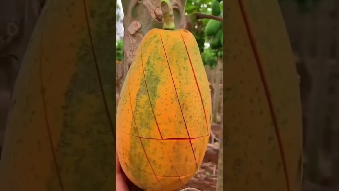 Papaya Cutting 🍑| #DIY talented chef fruit cutting skill | Best great cutting tips & tricks #shorts