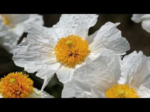 Flower Gardening Tips : How to Grow Matilija Poppy (Romneya Coulteri) Flower Gardening Tips : How to Grow Matilija Poppy (Romneya Coulteri)