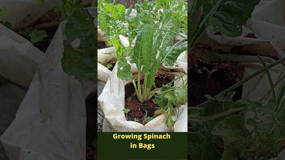 Wow!! Growing Spinach in Bags #Shorts
