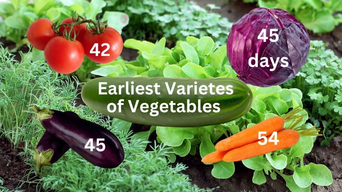 Fast-Mature Vegetable Varieties You Should Know About Fast-Mature Vegetable Varieties You Should Know About