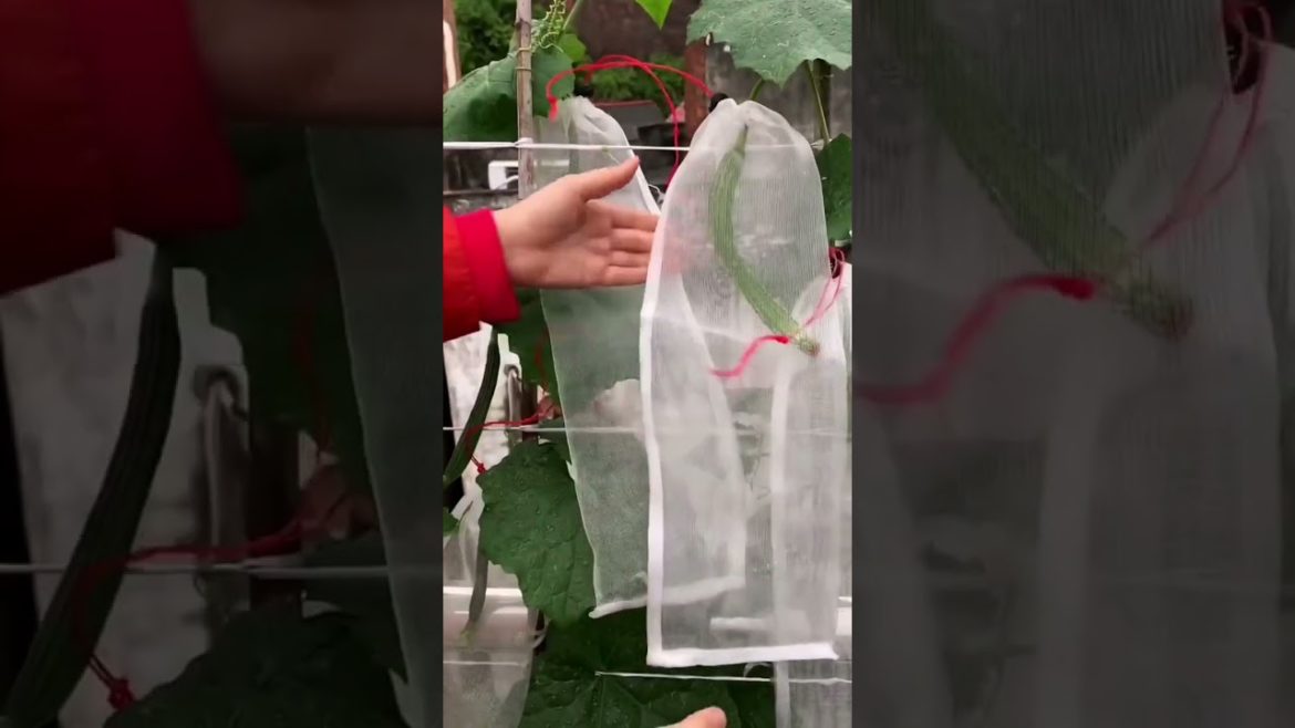 how to growth vegetable #natural how to growth vegetable #natural