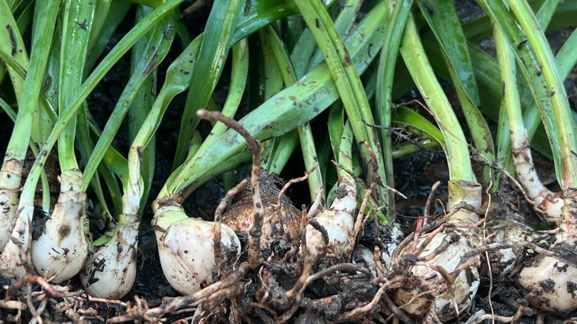 Hippeastrum puniceum Growing In Soil: Amazing Photos