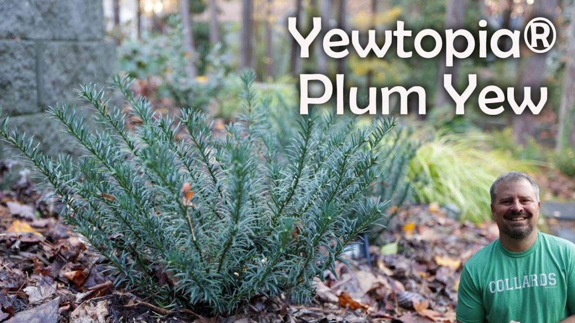 Yewtopia® Plum Yew Yewtopia® Plum Yew