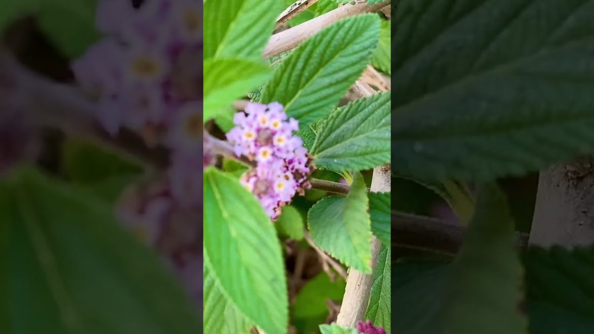Wildflowers of Bangladesh | অসাধারণ ফুল | Rooftop Flower Garden #shorts #flowers #rooftopgarden Wildflowers of Bangladesh | অসাধারণ ফুল | Rooftop Flower Garden #shorts #flowers #rooftopgarden
