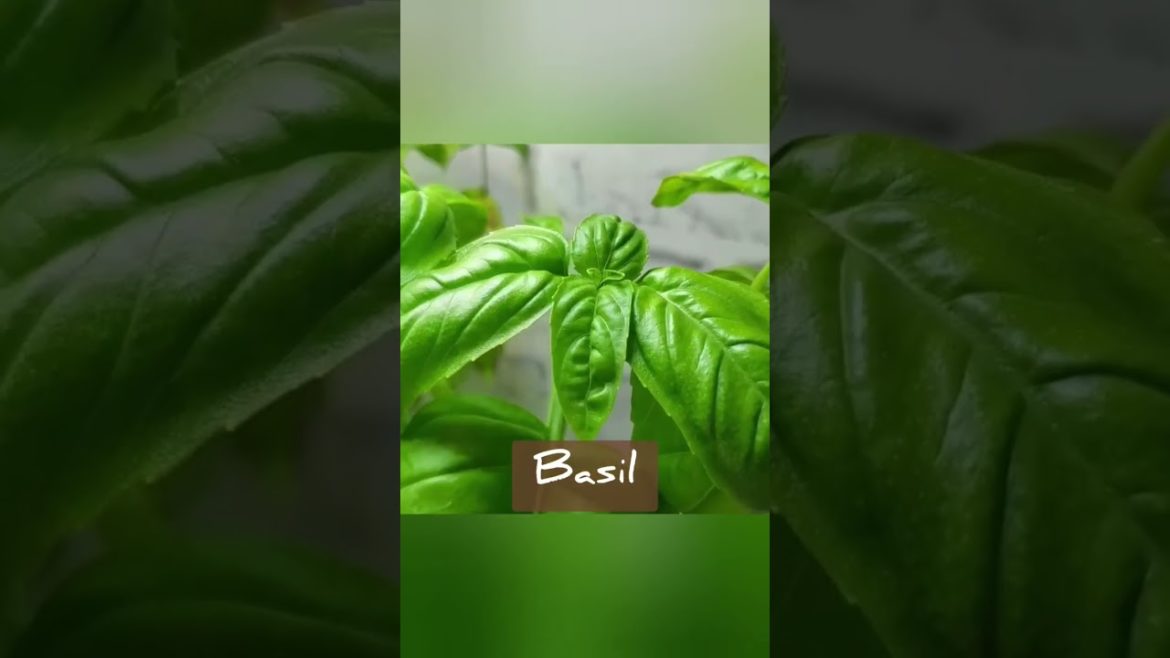 What can you grow in the AeroGarden? 😲🤯🌱🌿🍅🌷🌶️🥬 #aerogarden #hydroponics #gardening