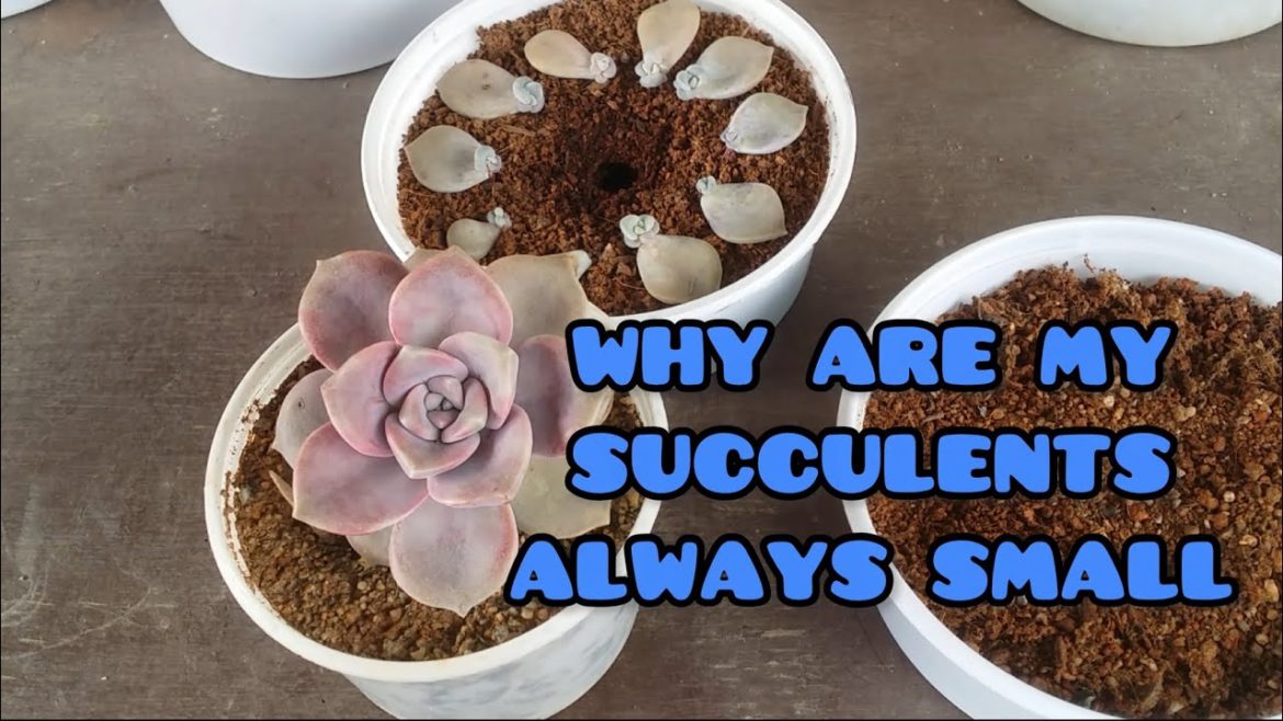 || WHY ARE MY SUCCULENTS ALWAYS SMALL || || WHY ARE MY SUCCULENTS ALWAYS SMALL ||
