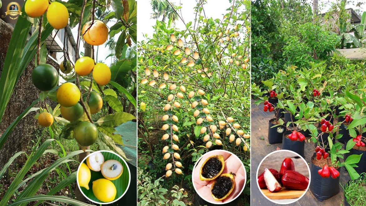 Exotic Fruit Plants കളുടെയും Indoor Plants കളുടെയും 70 സെന്റിലെ മനോഹരമായ Garden | #EXOTICFRUITPLANTS Exotic Fruit Plants കളുടെയും Indoor Plants കളുടെയും 70 സെന്റിലെ മനോഹരമായ Garden | #EXOTICFRUITPLANTS