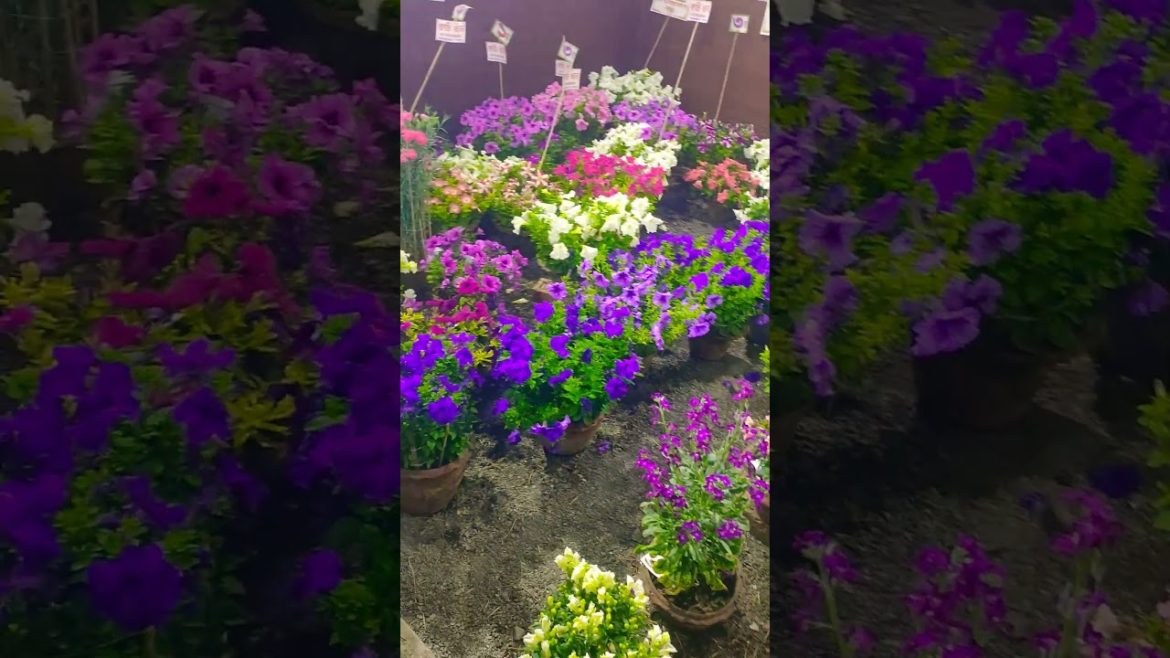 Happy new year, #shorts #statusvideo #blog #blogs #viral