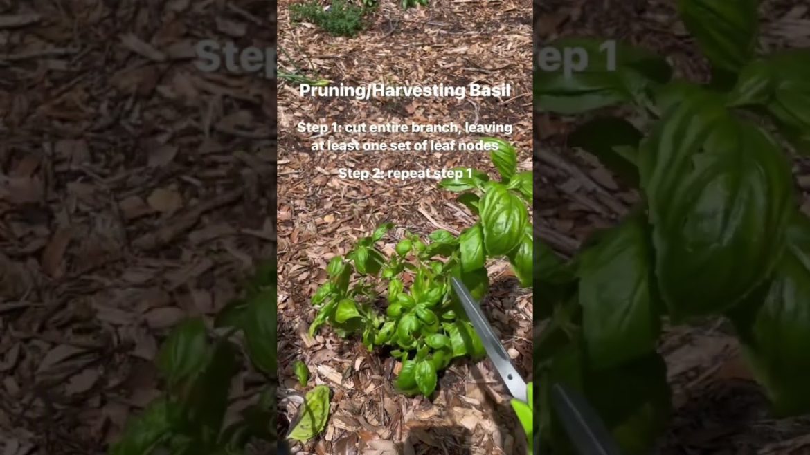 How to prune your own basil to get infinite supply of basil 🌿
