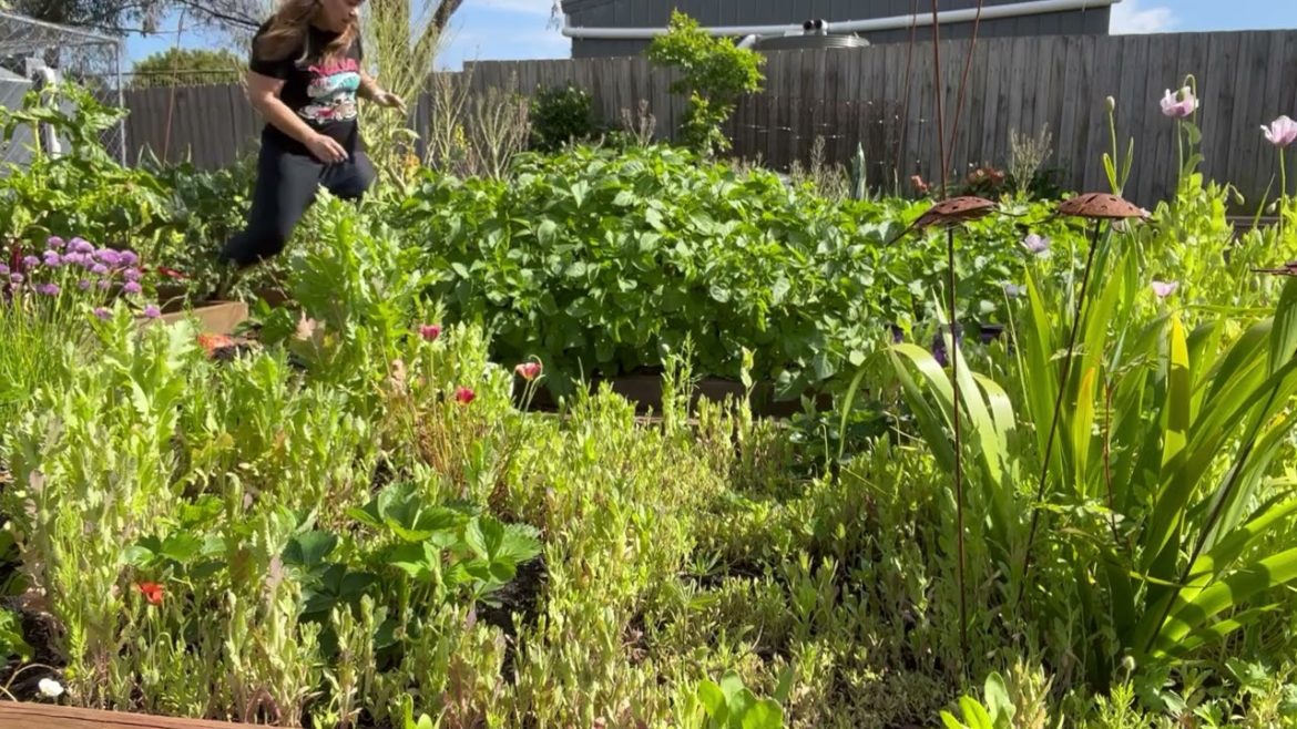 Cleaning up the garden beds, spring to summer vegetable gardening