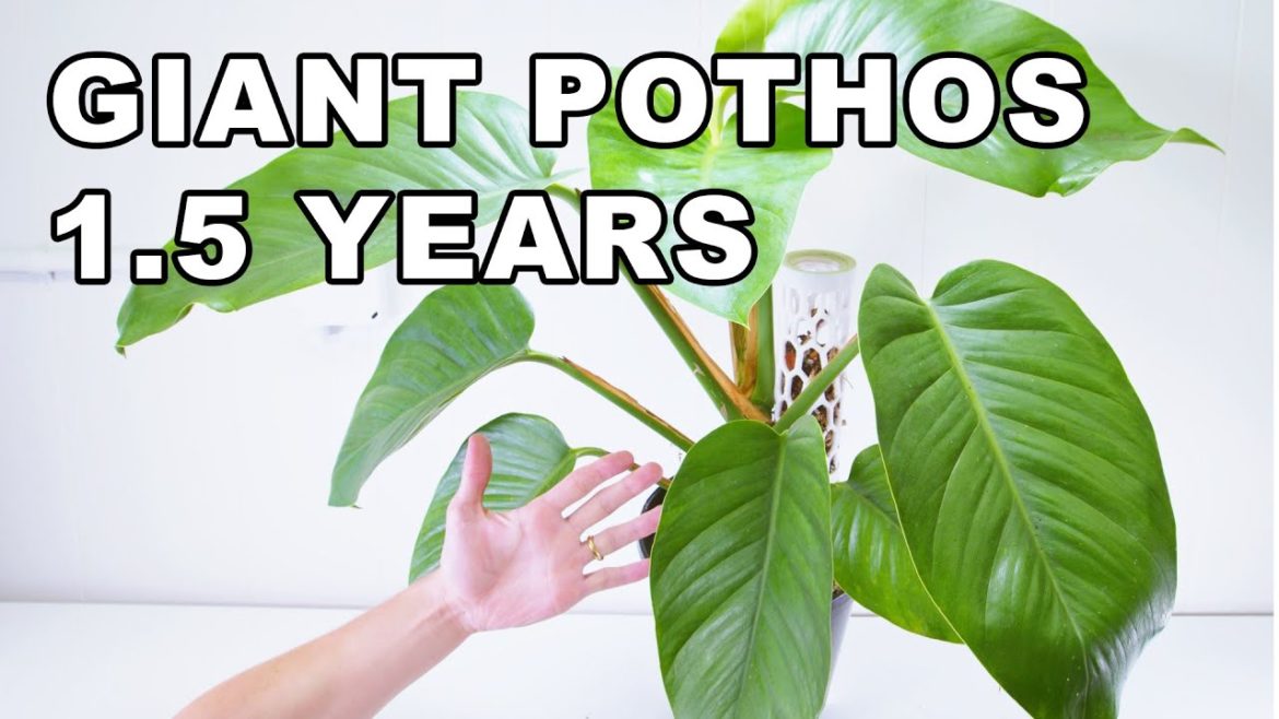 GIANT POTHOS 1.5 YEARS Of GROWTH ( UPDATE ) GIANT POTHOS 1.5 YEARS Of GROWTH ( UPDATE )
