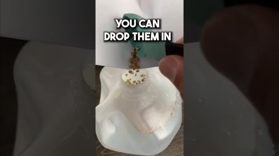 plants ideas for house 🌲 🤩🤑🎍 #shortsbeta #treading #viral #shortsfeed #youtubeshorts #Gardening plants ideas for house 🌲 🤩🤑🎍 #shortsbeta #treading #viral #shortsfeed #youtubeshorts #Gardening