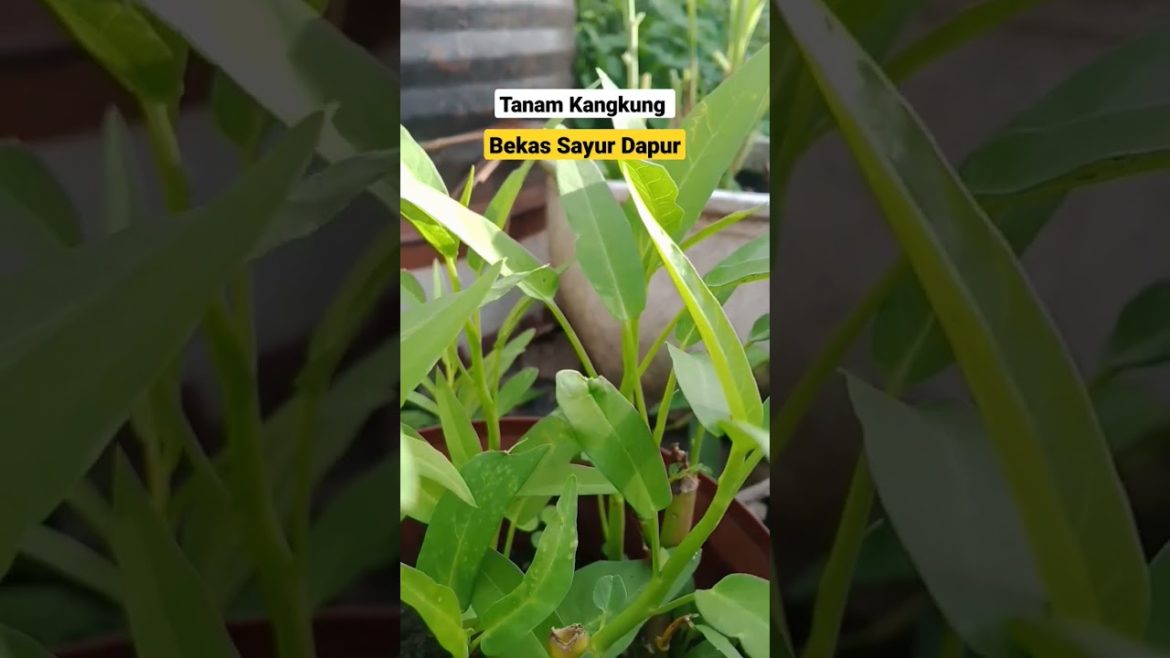 Gardening Tips Menanam Sayur Bekas Dapur #gardening #satisfying #agriculture #pertanianindonesia