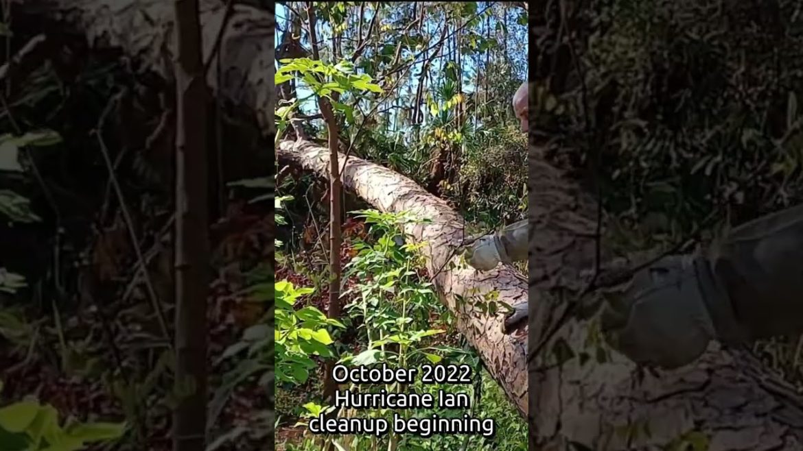 #shorts Growing Starfruit In A Florida Food Forest