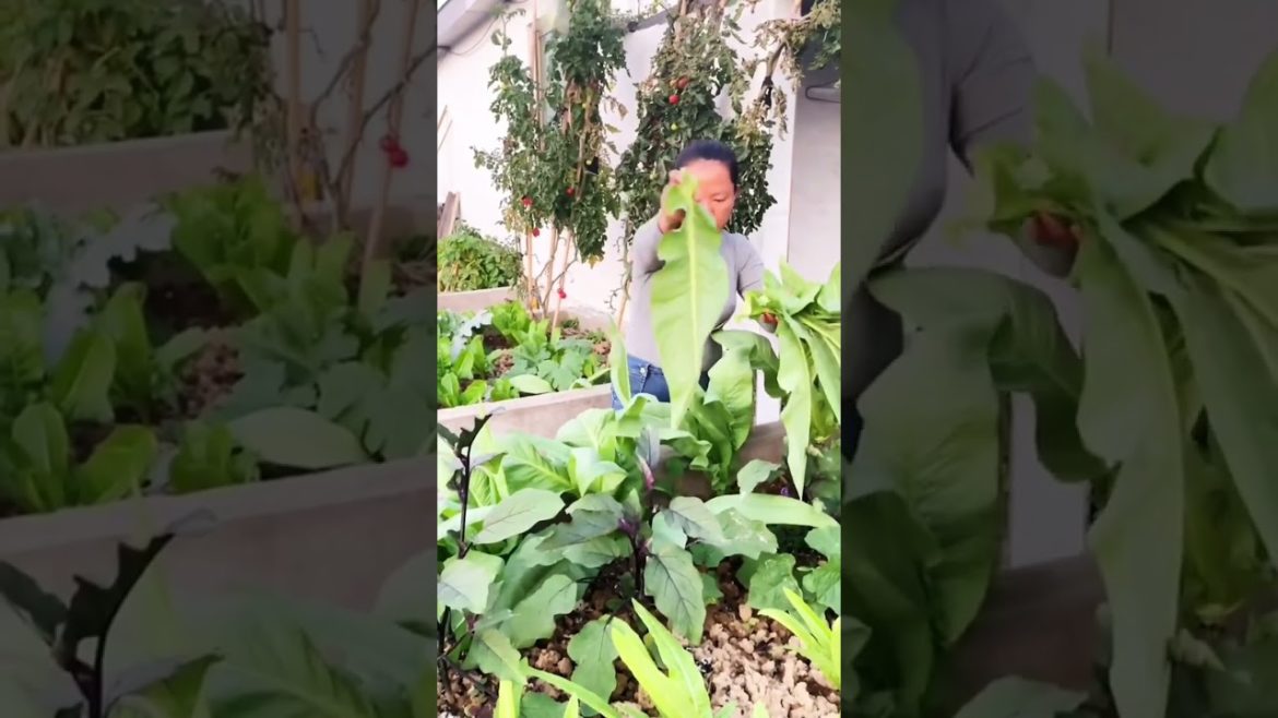 how to growth vegetable #natural how to growth vegetable #natural