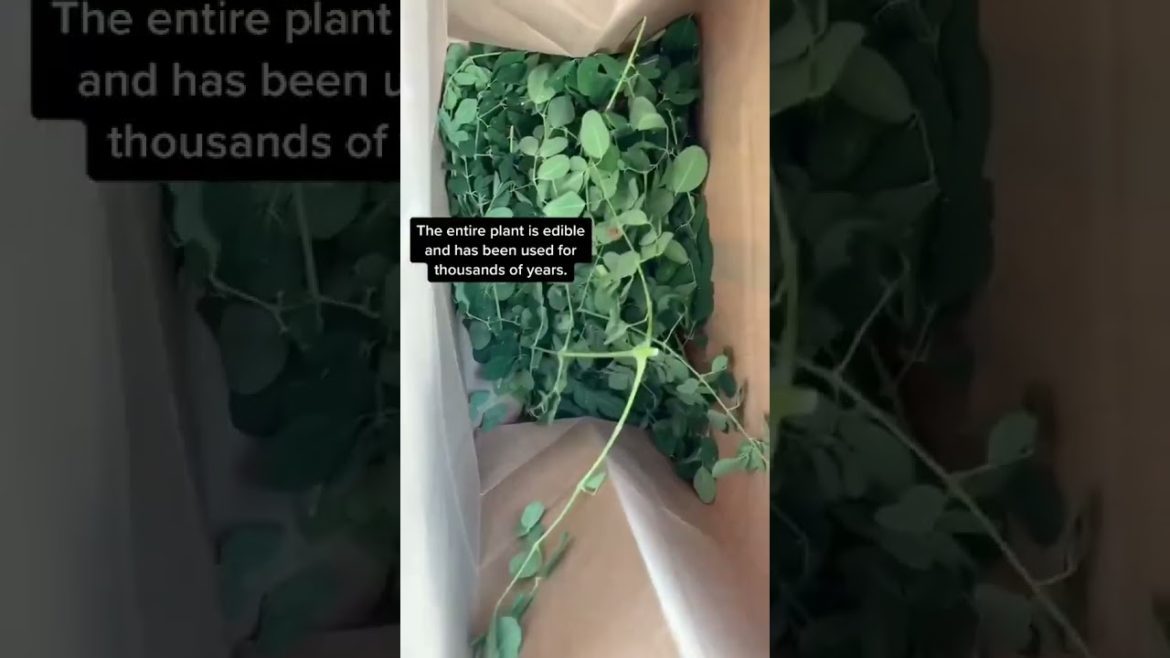 The most versatile plant for your garden
