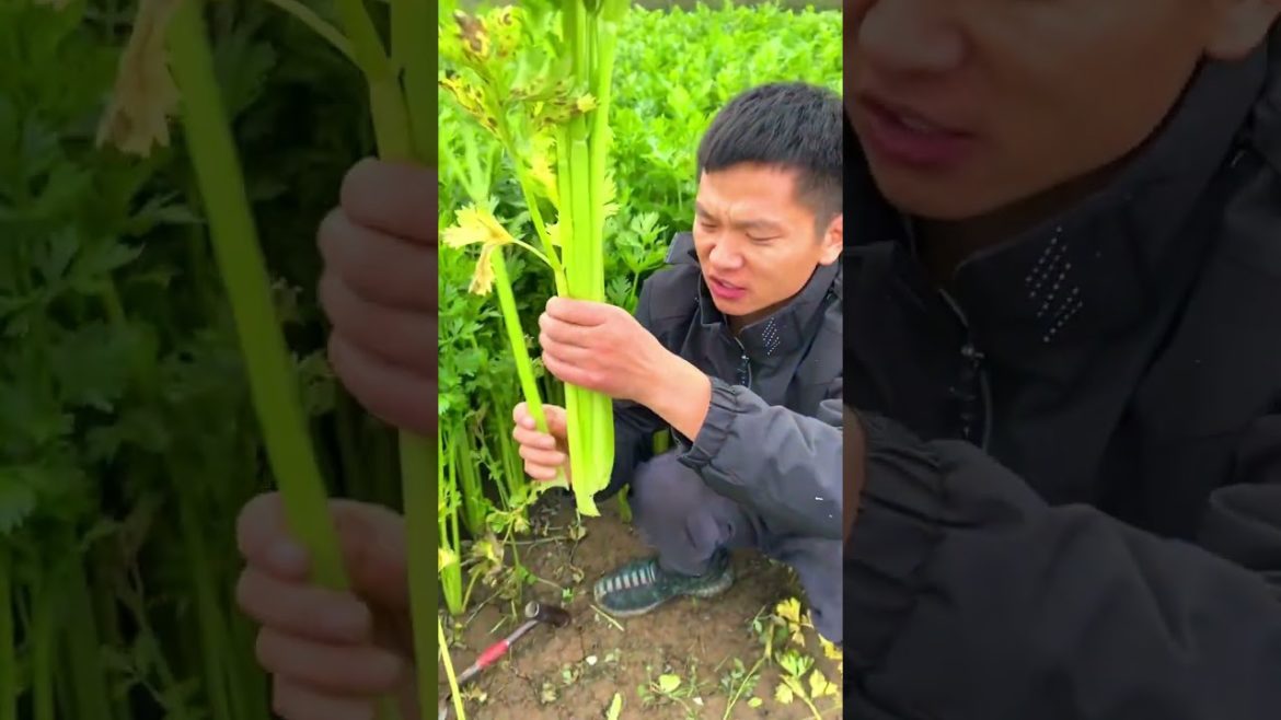 Growing Celery vegetables