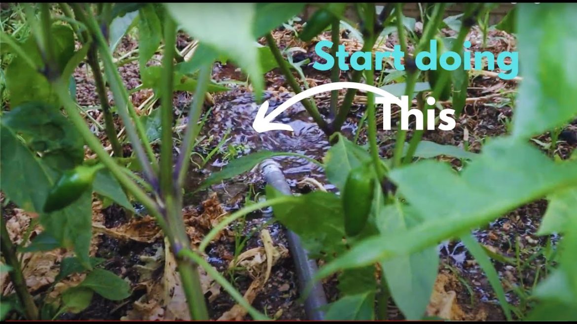 Watering the garden the easy way (and other watering tips)