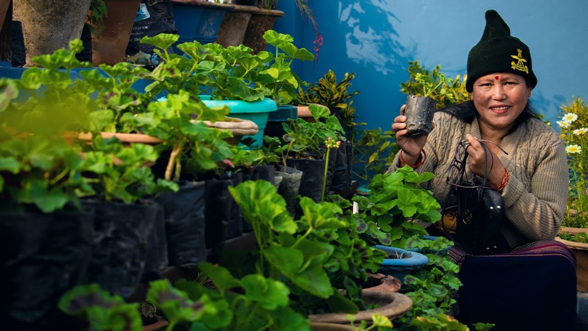 Geranium Flower Plant Care in Winter I Nepali Gardening Tips, Care and More