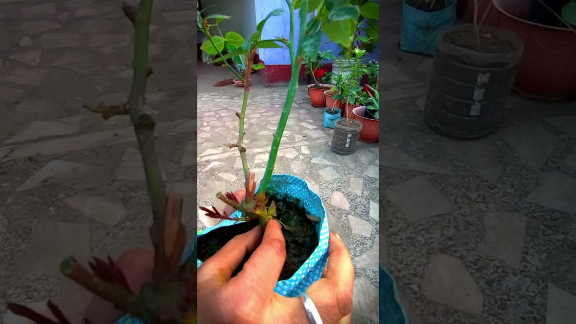 Rose Plant Care tips #shorts #gardeningtips #plantcare