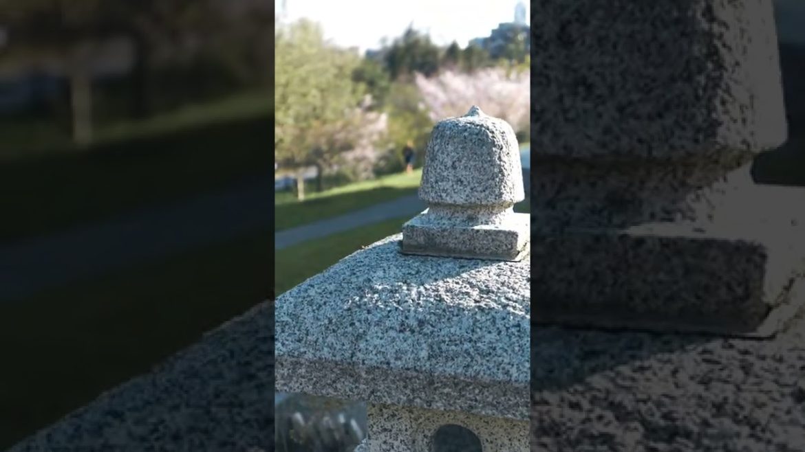 Japanese Garden Cherry Blossoms | Buffalo, NY Japanese Garden Cherry Blossoms | Buffalo, NY