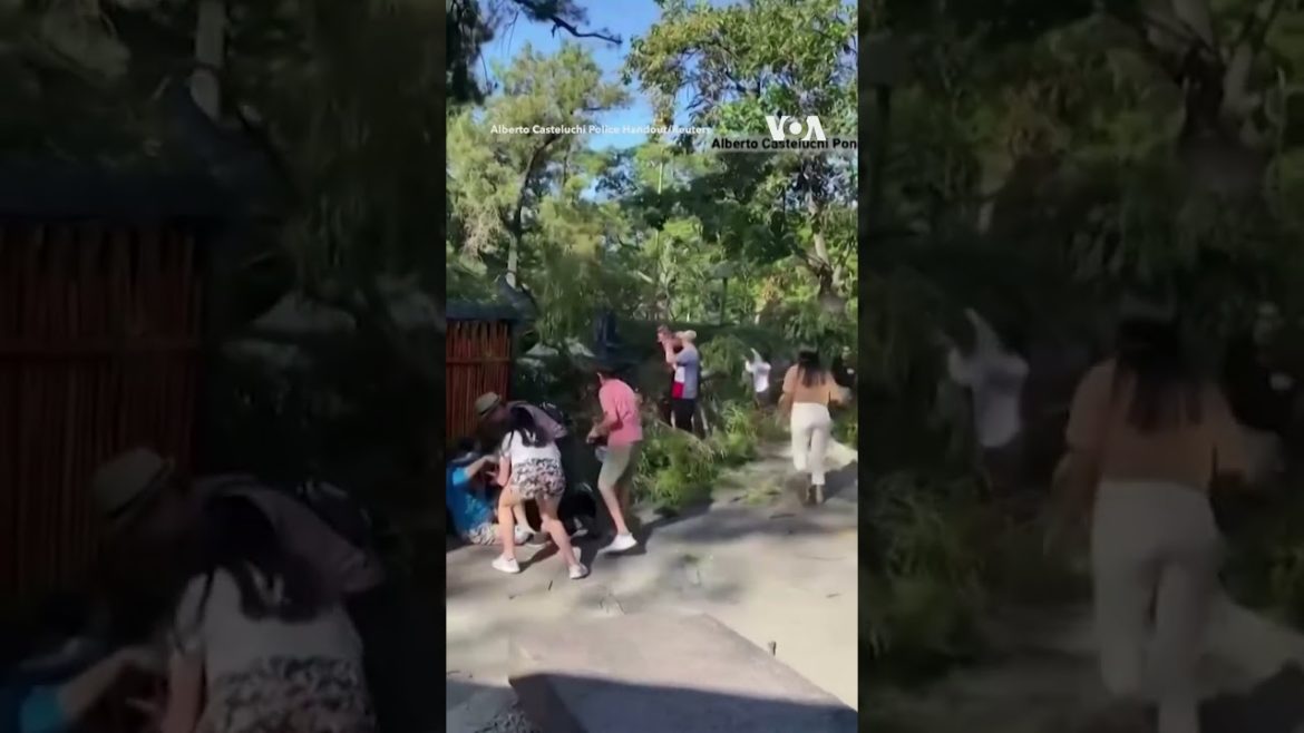At Least Two Injured as Branch Falls on Visitors in Argentine Garden #shorts | VOA News At Least Two Injured as Branch Falls on Visitors in Argentine Garden #shorts | VOA News