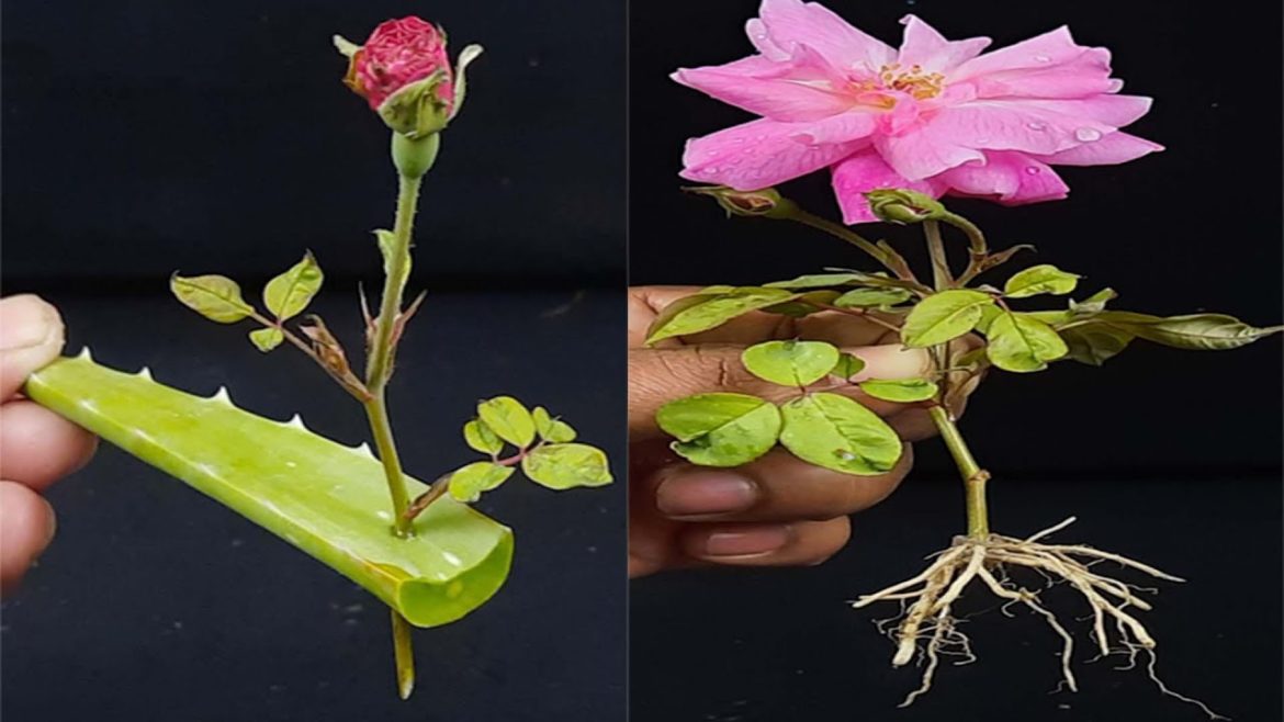 Easiest way to grow Rose plant from cutting, Grow plants from cutting