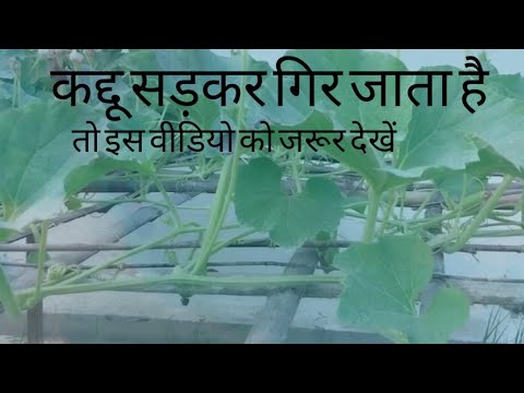 लौकी सड़ कर गिर जाता है क्यों #lauki#bottle guard#Agrigardening लौकी सड़ कर गिर जाता है क्यों #lauki#bottle guard#Agrigardening