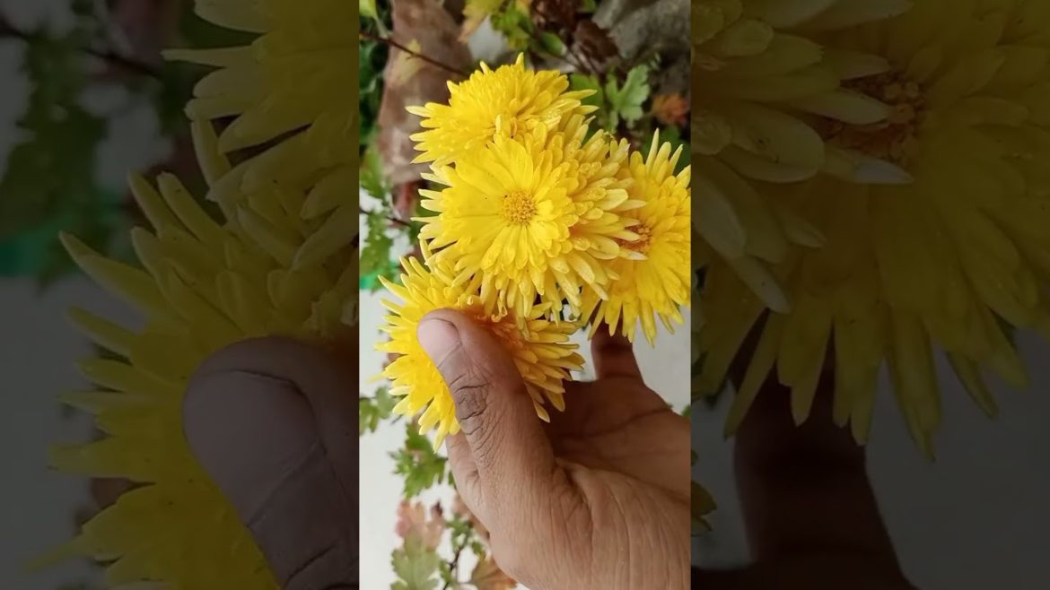 Beautiful Winter Flower Plants ।। #gardening #garden #gardeningtips