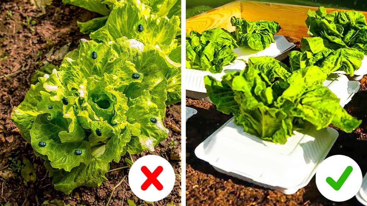 Easy Ways to Protect Your Garden From Pests Easy Ways to Protect Your Garden From Pests