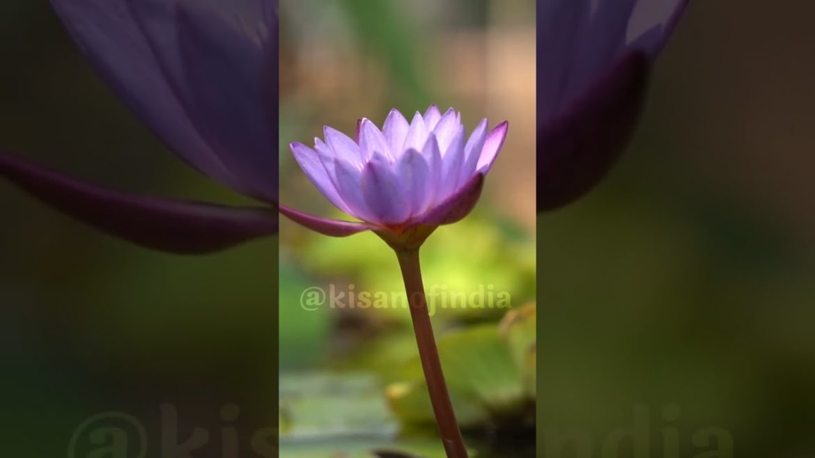 Roop Gardening में छत के कैसे बचाएं, जानिए हरियाली दीदी से। Vegetable Farming | kitchen garden | KOi