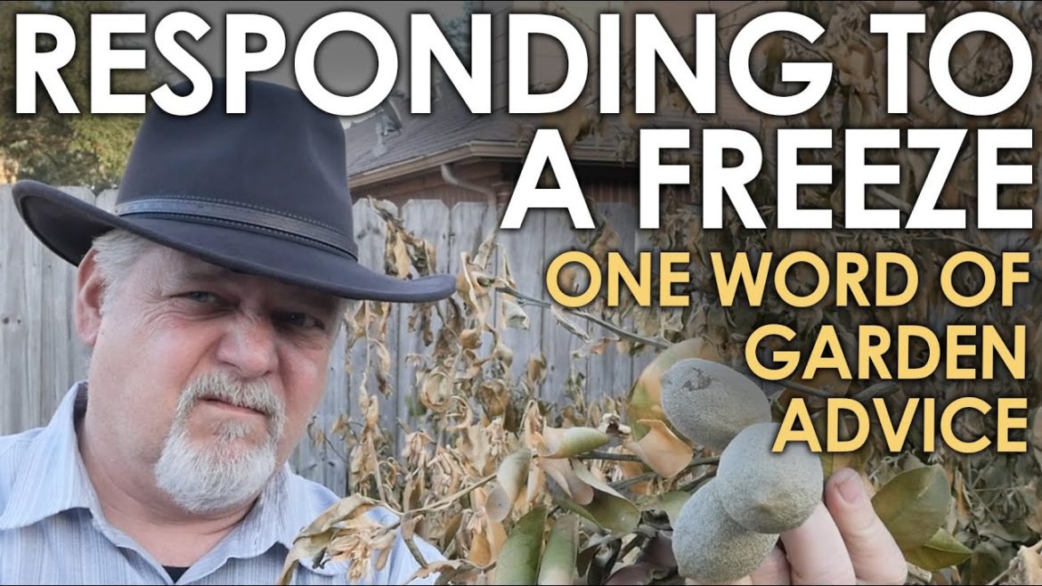 Responding to a Freeze - Good Gardening Advice || Black Gumbo