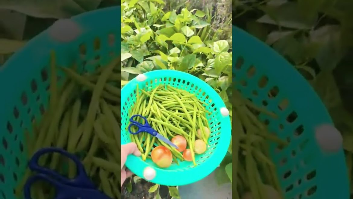 kitchen gardening on roof घर की सब्जी मेहनत का फल start your journey for safe life kitchen gardening on roof घर की सब्जी मेहनत का फल start your journey for safe life