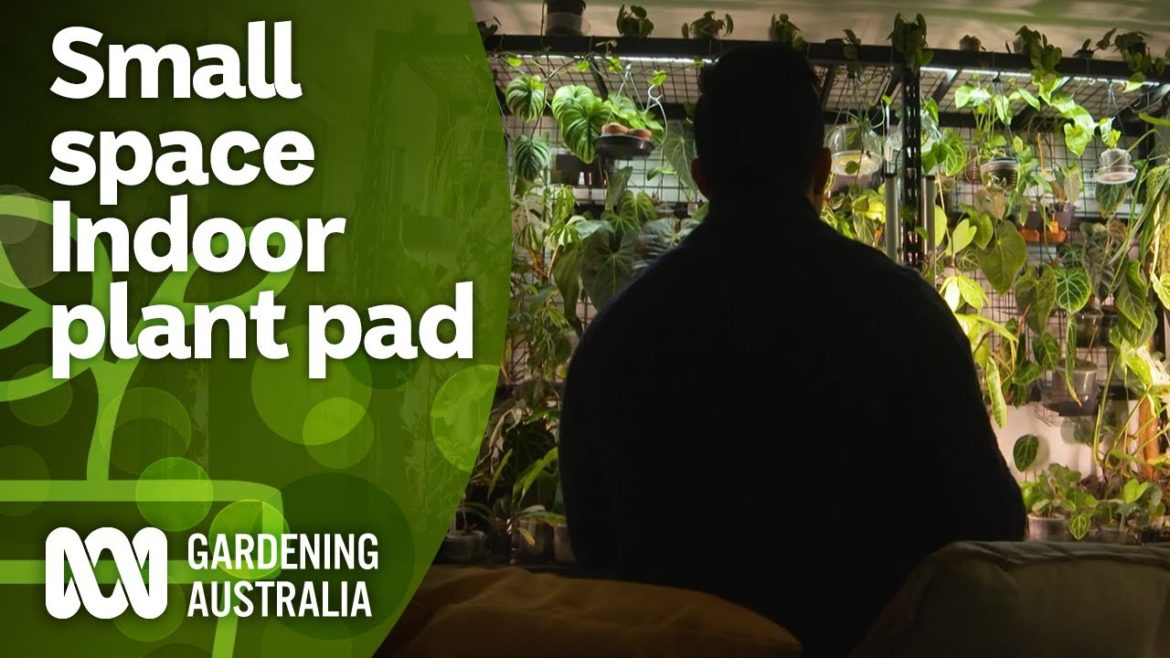 Touring an apartment full of indoor plants | Indoor Plants and Balcony Gardens | Gardening Australia Touring an apartment full of indoor plants | Indoor Plants and Balcony Gardens | Gardening Australia