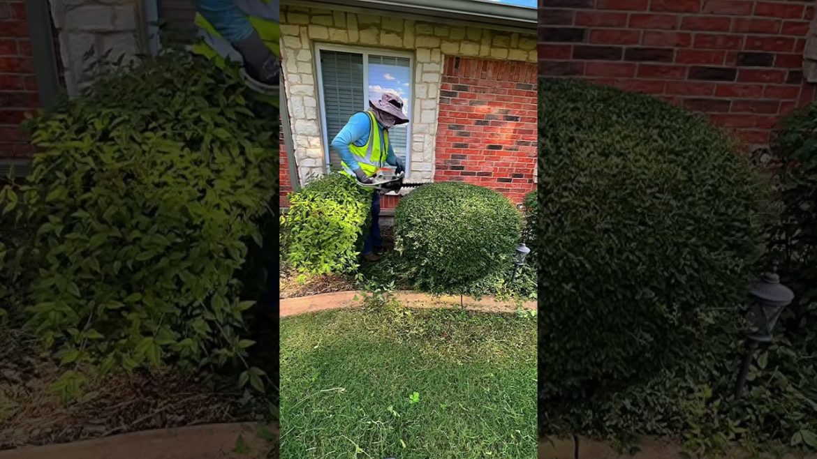 Ya tengo televisión 📺 #yarderos