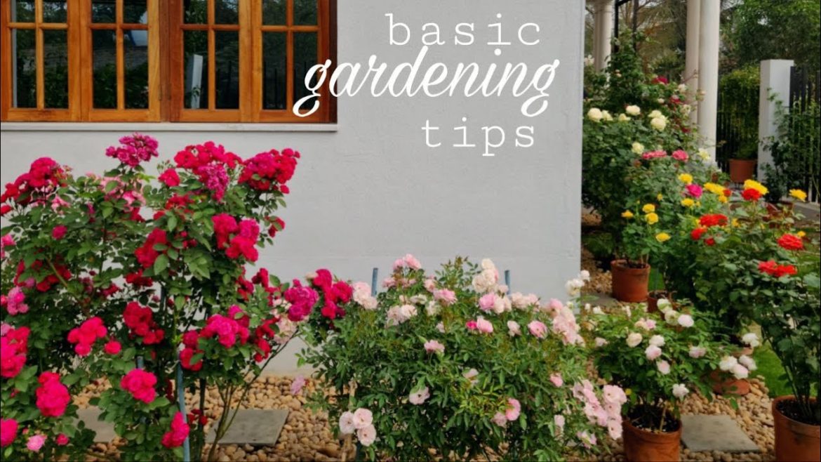 *47|বাগান করার প্রাথমিক কথা- ২|Basic gardening tips for beginners that no one talks about-2 |meraki| *47|বাগান করার প্রাথমিক কথা- ২|Basic gardening tips for beginners that no one talks about-2 |meraki|