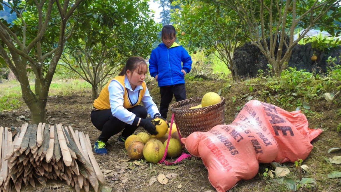 Take bamboo for gardening, With daughter, Harvest oranges, Grapefruit, Expand farm