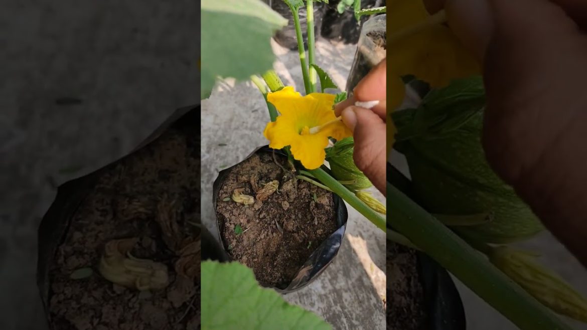 Hand pollination in chappn kaddu 🍈🍈# terrace gardening # shorts