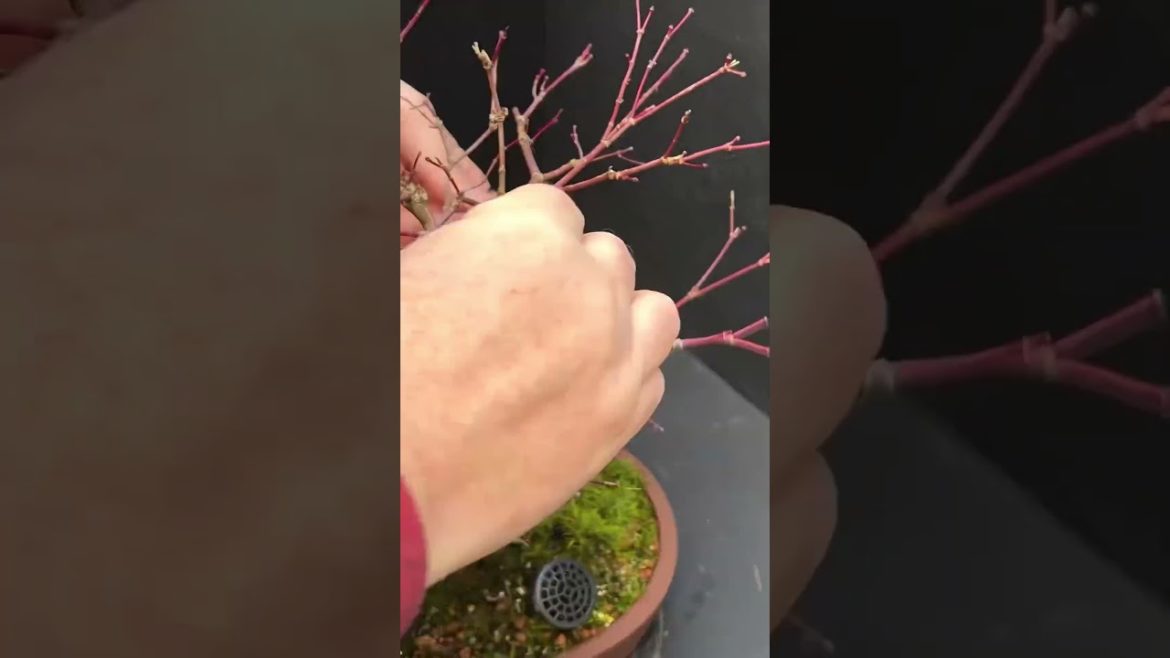 Winter Pruning Japanese Maple Deshojo Bonsai Tree
