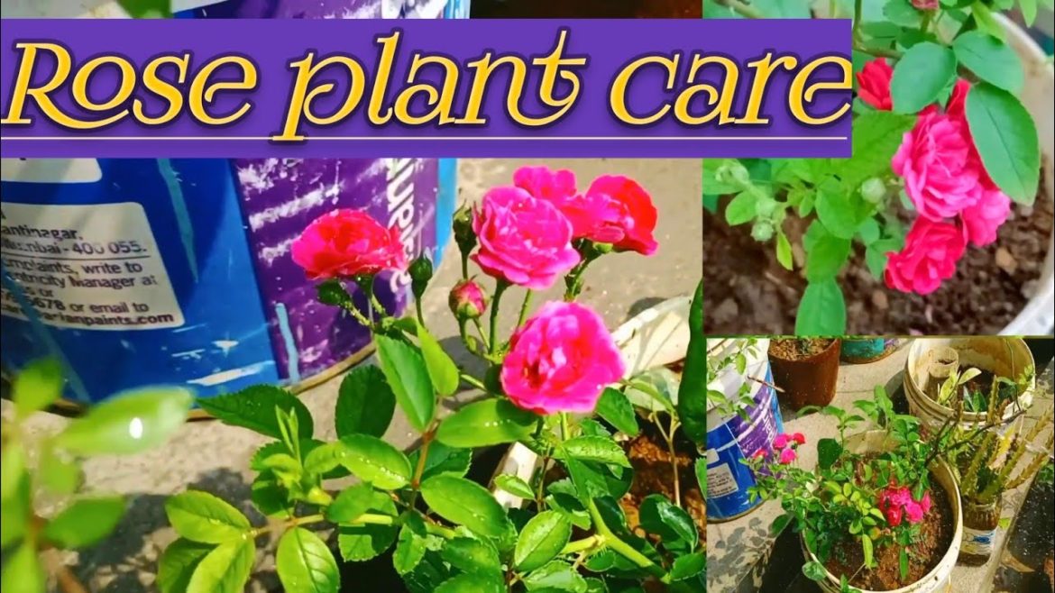 How to care rose plant || easy tips and care for rose plants #nature #gardening How to care rose plant || easy tips and care for rose plants #nature #gardening