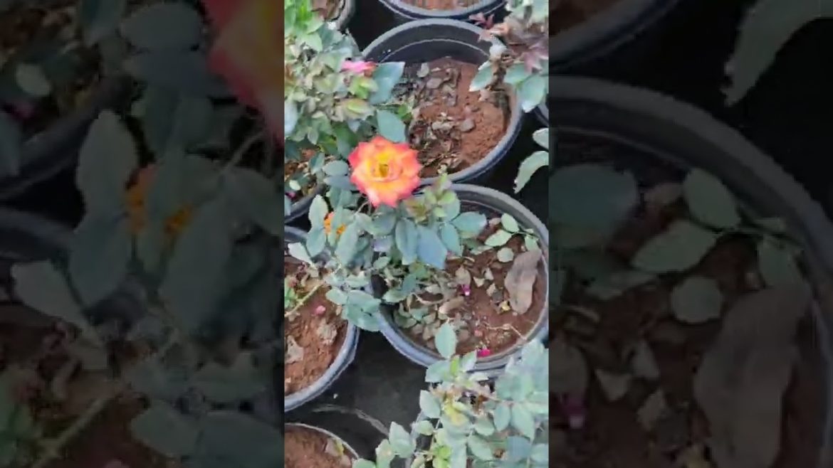 rose plant #shorts #hemagardening #viralvideo #trending #Shortsvideo #GardeningShorts #PlantsShorts