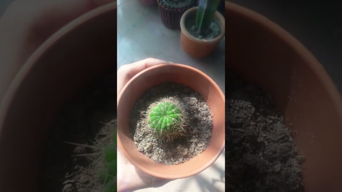 Japanese and american cactus. Good growth japanese cactus plant.