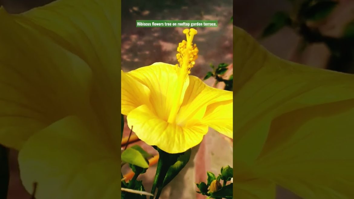 Hibiscus flowers tree on rooftop garden terrace. #viral #viralvideo #shorts #flowers #hibiscus .