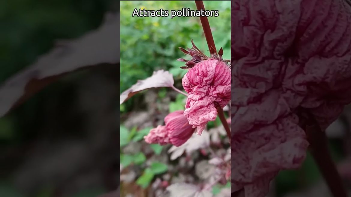 #shorts Add Hibiscus To Your Edible Landscape