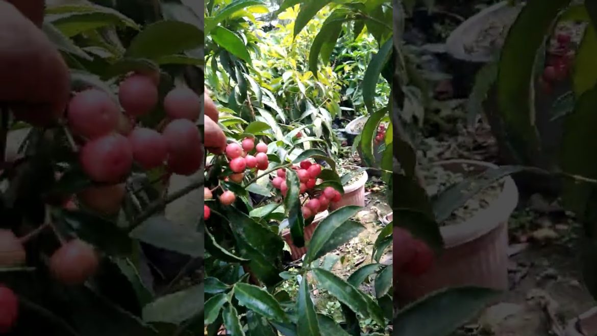 Red sweet Cherry in container /#cherry /#cherryplant /#tropicalfruit /#youtube /#shorts /#🍒🍒🍒🍒🍒🍒🍒🍒🍒🍒